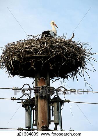 Stock Photo - strom, alfred, animals, Austria, aves, bird. Fotosearch