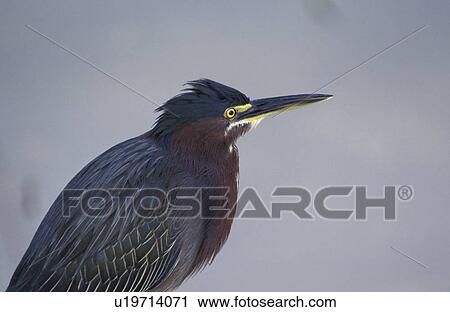America, aves, ardeidae, animals, america View Large Photo Image Stock Image - America, aves, ardeidae, animals, america. Fotosearch