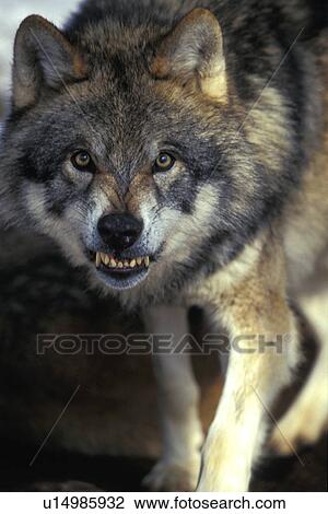 angry, carnivora, canis, animals, aggression View Large Photo Image Stock Image - angry, carnivora, canis, animals, aggression. Fotosearch