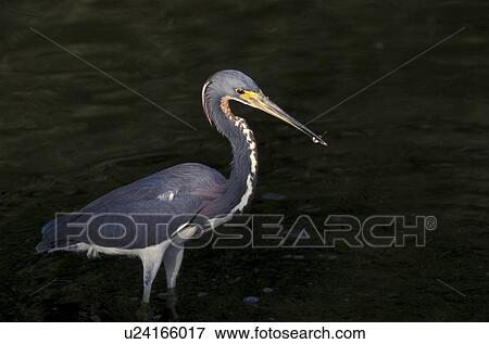 animals, aves, ardeidae, abenddaemmerung View Large Photo Image Stock Photo - animals, aves, ardeidae, abenddaemmerung. Fotosearch