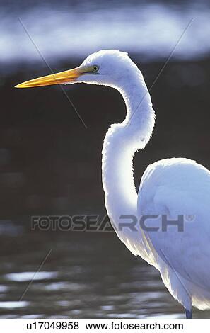 animals, aves, ardeidae, albus View Large Photo Image Stock Photo - animals, aves, ardeidae, albus. Fotosearch