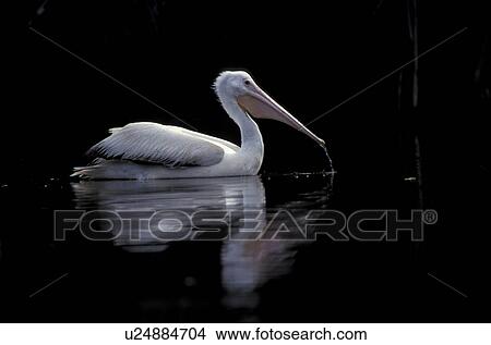 animals, beak, aves, abenddaemmerung View Large Photo Image Picture - animals, beak, aves, abenddaemmerung. Fotosearch