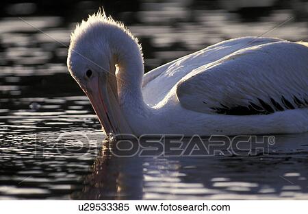 animals, beak, aves, abenddaemmerung View Large Photo Image Stock Photography - animals, beak, aves, abenddaemmerung. Fotosearch