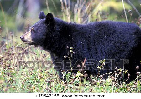 animals, bears, bear, americanus View Large Photo Image Stock Photography - animals, bears, bear, americanus. Fotosearch