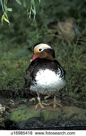 animals, bird, aves, anatinae View Large Photo Image Stock Photo - animals, bird, aves, anatinae. Fotosearch