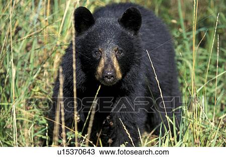 animals, black, bears, bear, americanus View Large Photo Image Stock Image - animals, black, bears, bear, americanus. Fotosearch