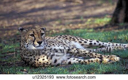 Stock Image - animals, calmness, calm, big cat, acinonyx. Fotosearch