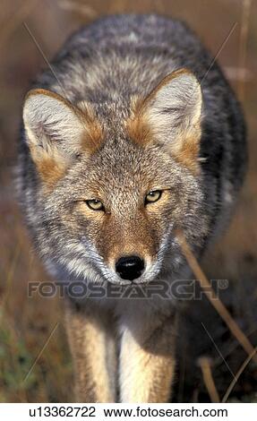 Stock Image - animals, canis, canidae, brown, abenddaemmerung. Fotosearch