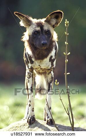 animals, carnivora, canis, canidae, African View Large Photo Image Stock Image - animals, carnivora, canis, canidae, African. Fotosearch