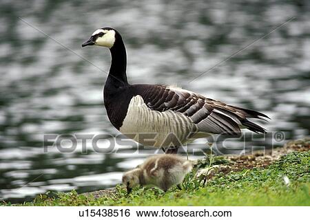 anserinae, banks, aves, animals View Large Photo Image Stock Photograph - anserinae, banks, aves, animals. Fotosearch