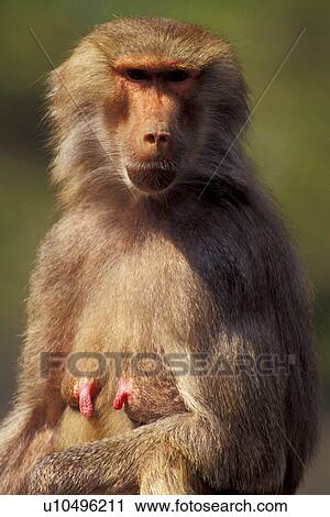 Stock Image - ape, baboon, apes, animals. Fotosearch