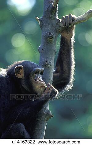ape, branch, bough, apes, animals View Large Photo Image Stock Image - ape, branch, bough, apes, animals. Fotosearch