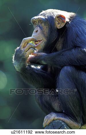 Stock Image - ape, branch, bough, apes, animals. Fotosearch