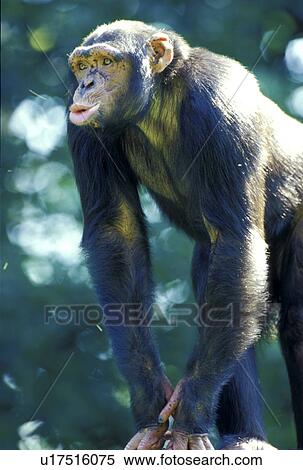 ape, brown, apes, animals View Large Photo Image Stock Photography - ape, brown, apes, animals. Fotosearch