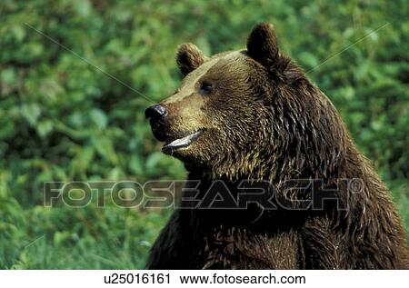 arctos, bears, bear, animals View Large Photo Image Stock Image - arctos, bears, bear, animals. Fotosearch