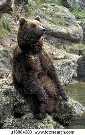arctos, brown, bears, bear, animals View Large Photo Image Stock Image - arctos, brown, bears, bear, animals. Fotosearch