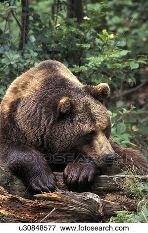 Stock Photo - arctos, brown, bears, bear, animals. Fotosearch