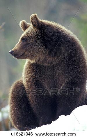 Stock Photograph - arctos, brown, bears, bear, animals. Fotosearch