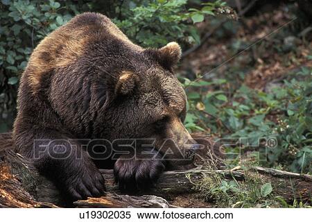 arctos, brown, bears, bear, animals View Large Photo Image Stock Photography - arctos, brown, bears, bear, animals. Fotosearch
