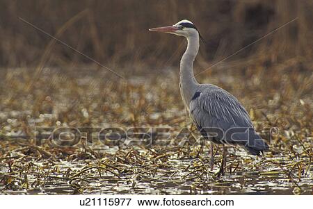 ardea, aves, ardeidae, animals View Large Photo Image Stock Photo - ardea, aves, ardeidae, animals. Fotosearch