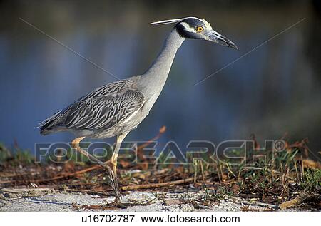 ardeidae, beak, aves, animals View Large Photo Image Stock Photo - ardeidae, beak, aves, animals. Fotosearch