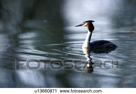 aves, bird, animals View Large Photo Image Stock Image - aves, bird, animals. Fotosearch