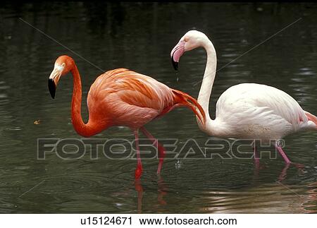 Stock Image - aves, bird, animals. Fotosearch