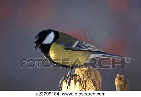 aves, bough, bird, animals View Large Photo Image Picture - aves, bough, bird, animals. Fotosearch
