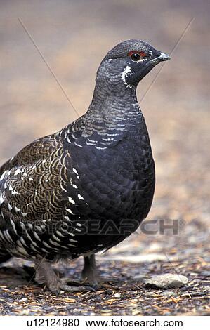 Stock Image - aves, brown, bird, animals. Fotosearch