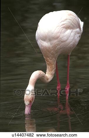 aves, Christian, bird, animals View Large Photo Image Stock Image - aves, Christian, bird, animals. Fotosearch