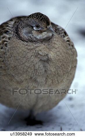 Stock Photo - aves, Christian, bird, animals. Fotosearch