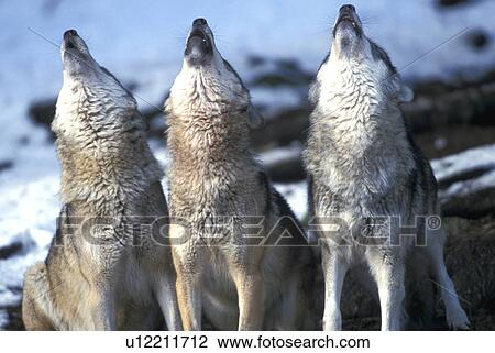 bawl, canidae, body, animals View Large Photo Image Stock Image - bawl, canidae, body, animals. Fotosearch