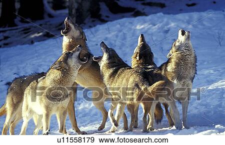 bawl, canis, canidae, brown, animals View Large Photo Image Stock Photo - bawl, canis, canidae, brown, animals. Fotosearch
