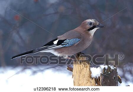 Stock Photo - beak, bough, bill, animals. Fotosearch