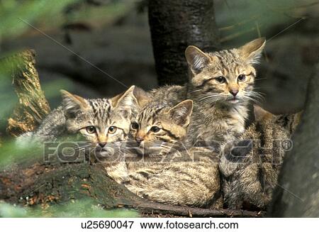 beige, calmness, calm, brown, animals View Large Photo Image Stock Photo - beige, calmness, calm, brown, animals. Fotosearch