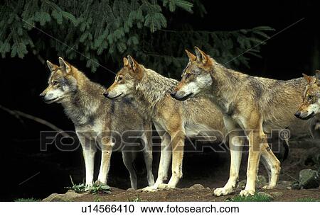 beige, canidae, brown, animals View Large Photo Image Stock Image - beige, canidae, brown, animals. Fotosearch