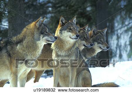 beige, canidae, brown, animals View Large Photo Image Stock Image - beige, canidae, brown, animals. Fotosearch