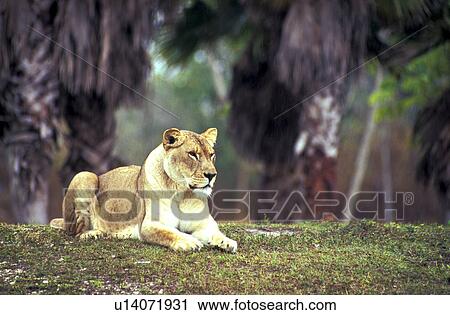 Stock Image - beige, carnivora, brown, big cat, animals. Fotosearch