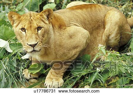 beige, carnivora, brown, big cat, animals View Large Photo Image Stock Image - beige, carnivora, brown, big cat, animals. Fotosearch