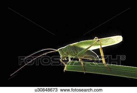 black, Christian, animals View Large Photo Image Stock Image - black, Christian, animals. Fotosearch