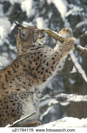 bough, branches, branch, animals View Large Photo Image Stock Photo - bough, branches, branch, animals. Fotosearch