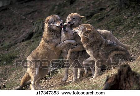 Stock Image - brown, carnivora, canis, canidae, animals. Fotosearch