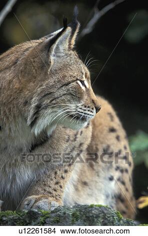 brown, carnivore, carnivora, animals View Large Photo Image Picture - brown, carnivore, carnivora, animals. Fotosearch