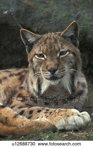 brown, cat, carnivore, carnivora, animals View Large Photo Image Stock Image - brown, cat, carnivore, carnivora, animals. Fotosearch