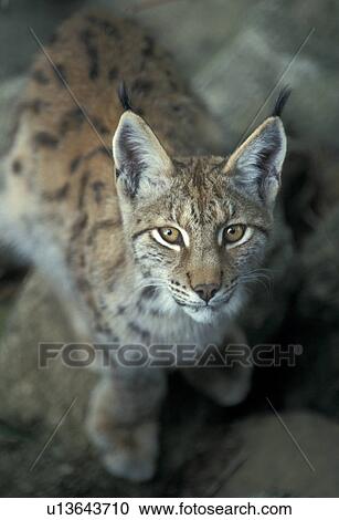brown, cat, carnivore, carnivora, animals View Large Photo Image Stock Image - brown, cat, carnivore, carnivora, animals. Fotosearch