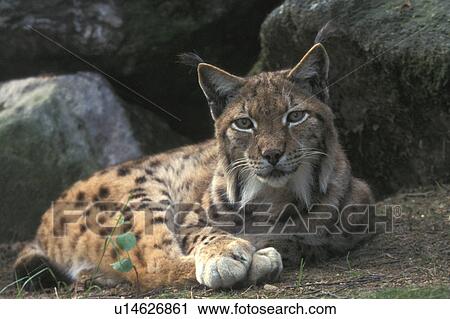 brown, cat, carnivore, carnivora, animals View Large Photo Image Stock Image - brown, cat, carnivore, carnivora, animals. Fotosearch