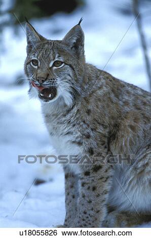 brown, cat, carnivore, carnivora, animals View Large Photo Image Stock Photograph - brown, cat, carnivore, carnivora, animals. Fotosearch