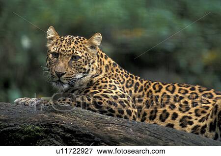 brown, Christian, animals View Large Photo Image Stock Photo - brown, Christian, animals. Fotosearch