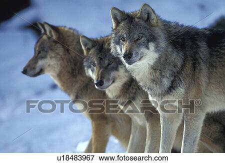 canidae, carnivora, canis, animals View Large Photo Image Stock Photo - canidae, carnivora, canis, animals. Fotosearch