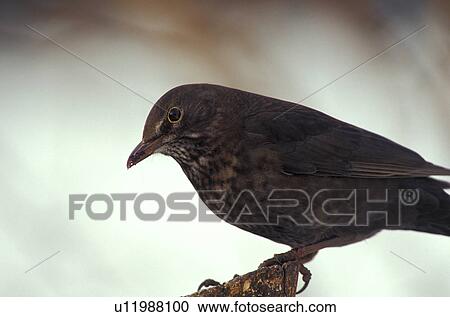federn, amseln, animals, aves View Large Photo Image Stock Image - federn, amseln, animals, aves. Fotosearch